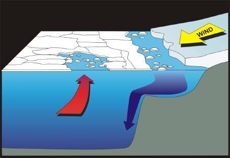 SchemaJc of Polynya Mechanisms Many of these areas are also regions of increased tidal mixing