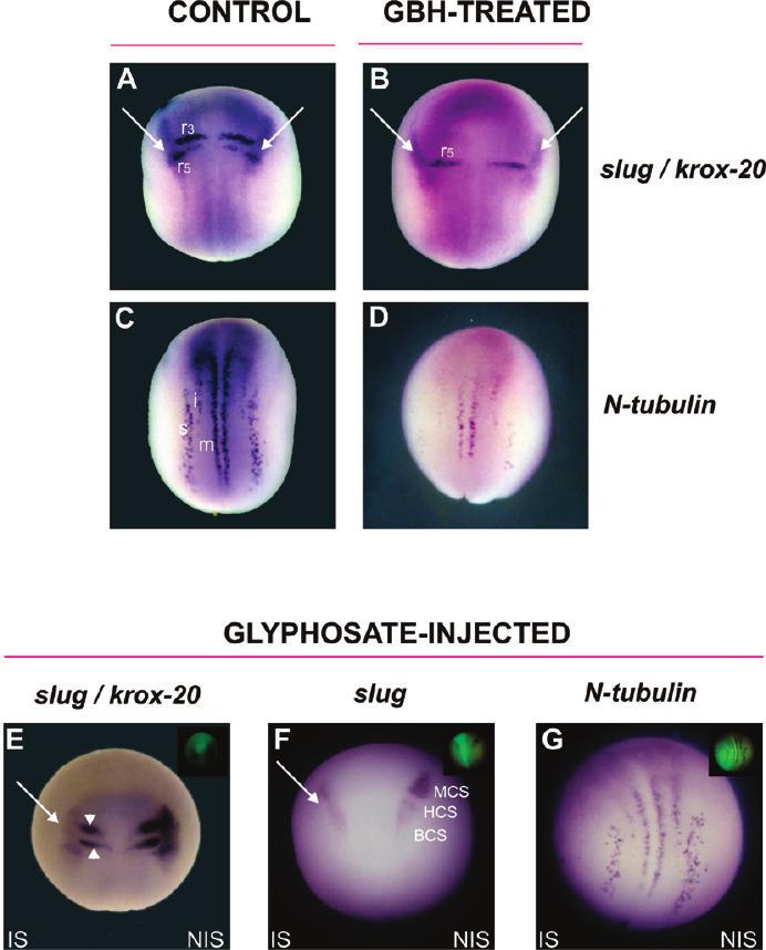 Teratogenic Effects of Glyphosate Chem. Res. Toxicol., Vol. xxx, No. xx, XXXX C Figure 1. GBH and glyphosate disturb neural crest formation, rhombomeric patterning and primary neuron differentiation.