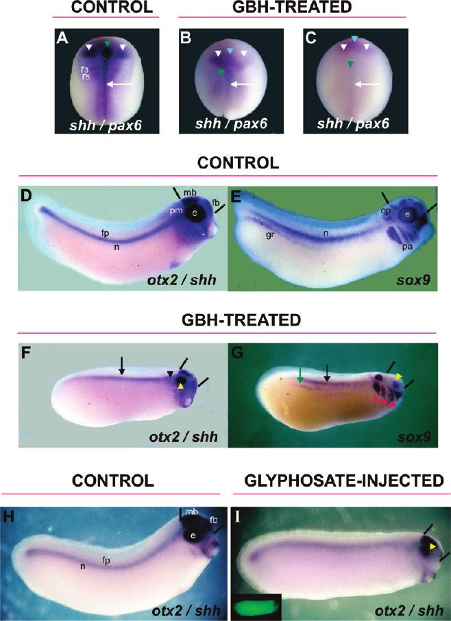 D Chem. Res. Toxicol., Vol. xxx, No. xx, XXXX Paganelli et al. Figure 2. GBH and glyphosate produce A-P truncations and impair the expression of dorsal midline and neural crest markers.