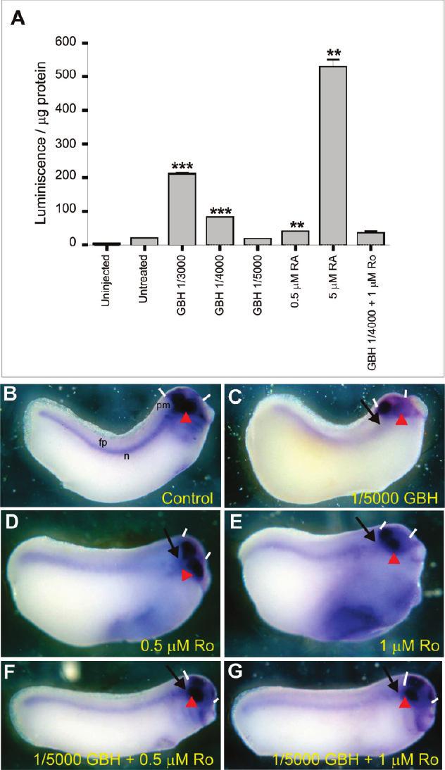 F Chem. Res. Toxicol., Vol. xxx, No. xx, XXXX Paganelli et al. Figure 5. Teratogenic effects of GBH in chicken embryos. (A-C) Whole-mount inmunofluorescence analysis of Pax6 at 8 somites.