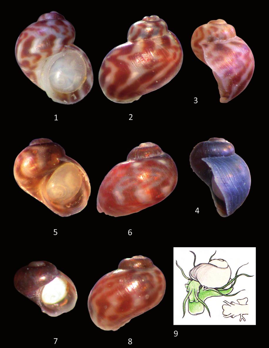 New observations on the taxonomy, biology and distribution of Tricolia landinii (Gastropoda Vetigastropoda) 523 Figures 1-9. T. landinii. Figs. 1, 2. Adult shell from Acitrezza (2.2 x 2.0 mm). Fig. 3.