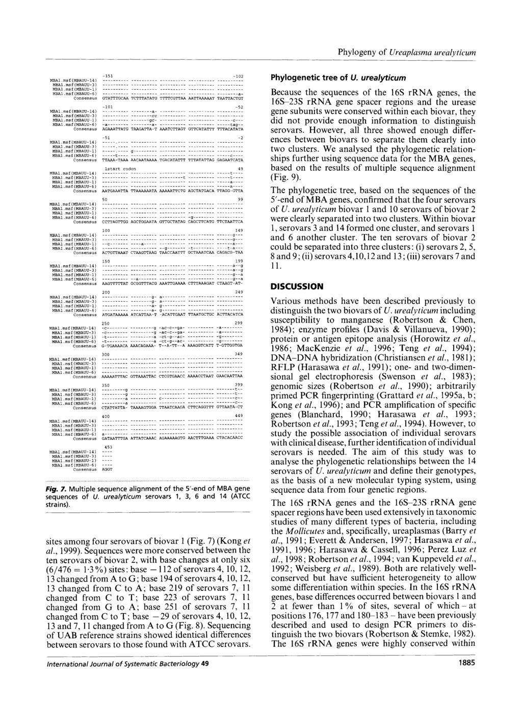 Phylogeny of Ureaplasrna urealyticum MBAl.msf(MBAUU14) MBAl.msf(MBAUU3) MBAl.msf{MBAUU1) MBAl.msf {MBAUU6) MBAl.msf(MBAUU14) MBAl.msf(Ml3AW3) MBAl.msf(MBAUU11 MBAl.msf(MBAUU6) MBAl.rnsf(MBAUU14) MBAl.