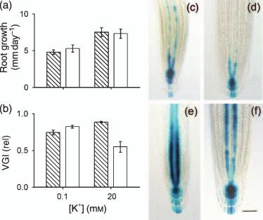 530 Francisco Vicente-Agullo et al. Figure 8. Root growth and DR5:GUS expression pattern in 6 DAG seedlings grown for 3 days on media containing different concentrations of K þ.