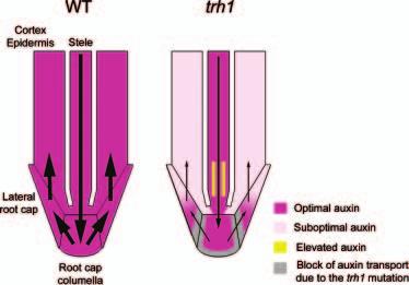 TRH1 and auxin transport 531 Figure 9. Auxin fluxes in the root tip of wild type (wt) and trh1 plants. In wt plants auxin is delivered to the root cap acropetally through the central cylinder.