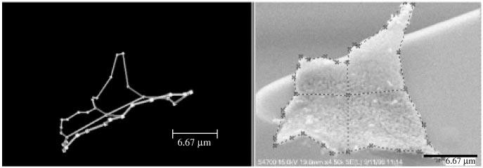 SIMULATION OF PARTICLE ADHESION TO SURFACES 287 FIG. 3. An alumina particle mounted onto an AFM cantilever. The right image is an uncoated FE image of the AFM cantilever with alumina particle.