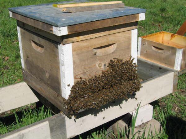 Bees don t like heat; they are stressed by temperatures over 37 C, and must keep the temperature inside the hive around 33-35 C.