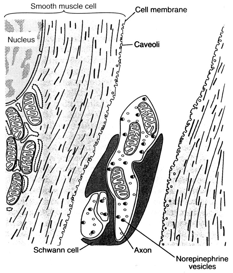 Membrane specializations Caveoli - small membrane pits Possible role in Ca