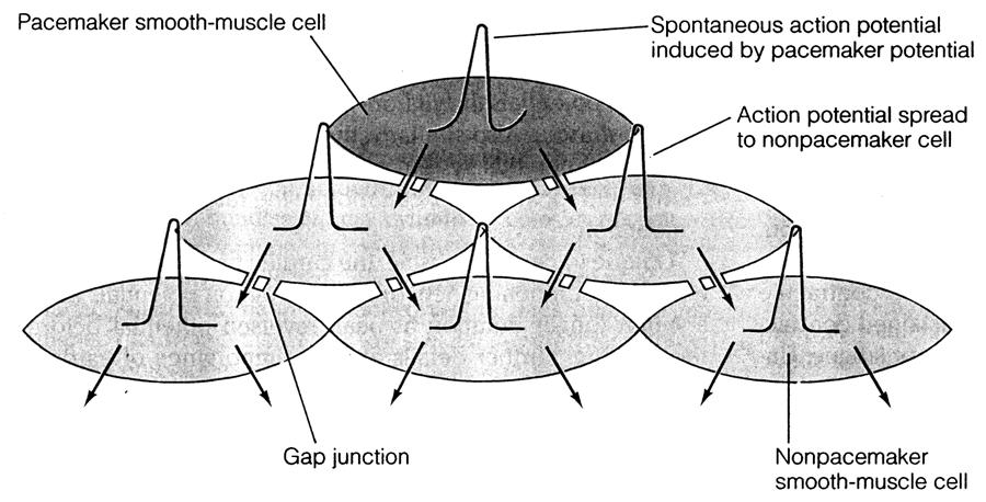 Gap junctions Between most smooth Muscle cells Allow spread of ions and