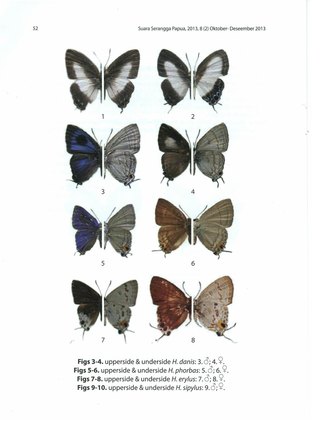 52 Suara Serangga Papua, 2013, 8 (2) Oktober- Deseember 2013 2 3 4 5 6 Figs 3-4. upperside & underside H. danis: 3.0; 4. ~. Figs 5-6.