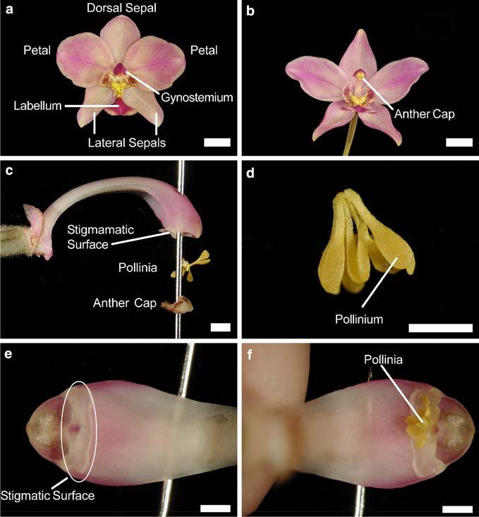224 Plant Cell Tiss Organ Cult (2008) 93:223 230 source is required to incorporate orchid seed germination into classroom exercises.