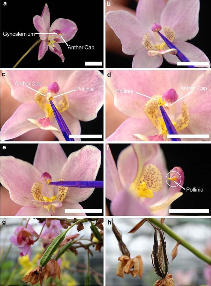 226 Plant Cell Tiss Organ Cult (2008) 93:223 230 Fig. 2 Spathoglottis parsonii flower morphology and hand pollination sequence. (a) Flower profile. (b) Location of the anther cap and pollinia.