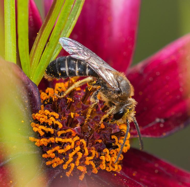 halictids carry pollen on the entire length of their