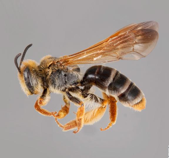 OTHER BEES > ANDRENIDAE Andrenidae are short-tongued bees called mining bees because
