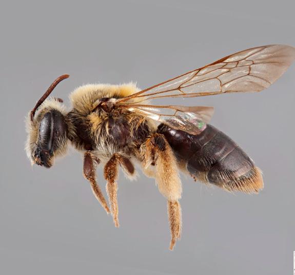 All Andrena have short hairs found in depressions on their face called facial fovea.