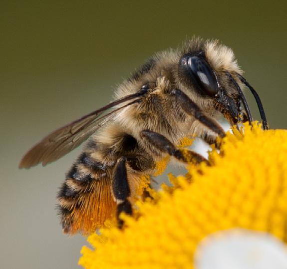 OTHER BEES > MEGACHILIDAE Western