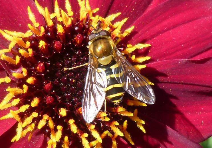 HOVER FLY