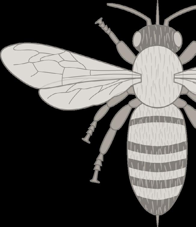 Basic Insect Anatomy Insight is a mobile app created by Border Free Bees that makes it easy for citizens to record pollinator observations using their smart phones.