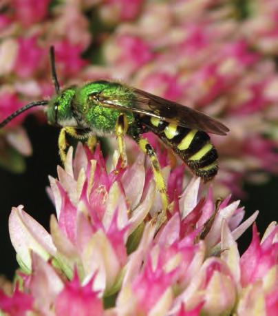 Wasps are hunters and carnivores: they kill other insects, including bees, and feed them to their young.