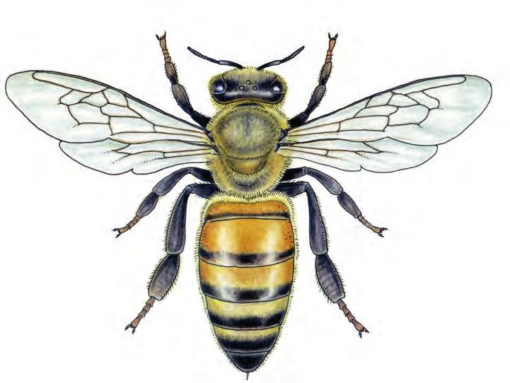 Some bees live in groups or colonies.