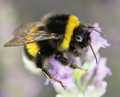 Many people think of bumble bees, the fat, furry, colorful bees that you ve probably seen buzzing from flower to flower in spring and summer.