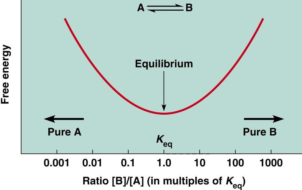 Free energy Equilibrium Shipunov (MSU) Advanced