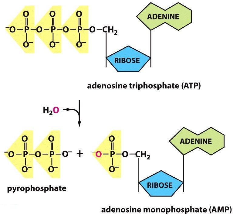 Activated carriers: ATP and similar How to make pyrophosphate