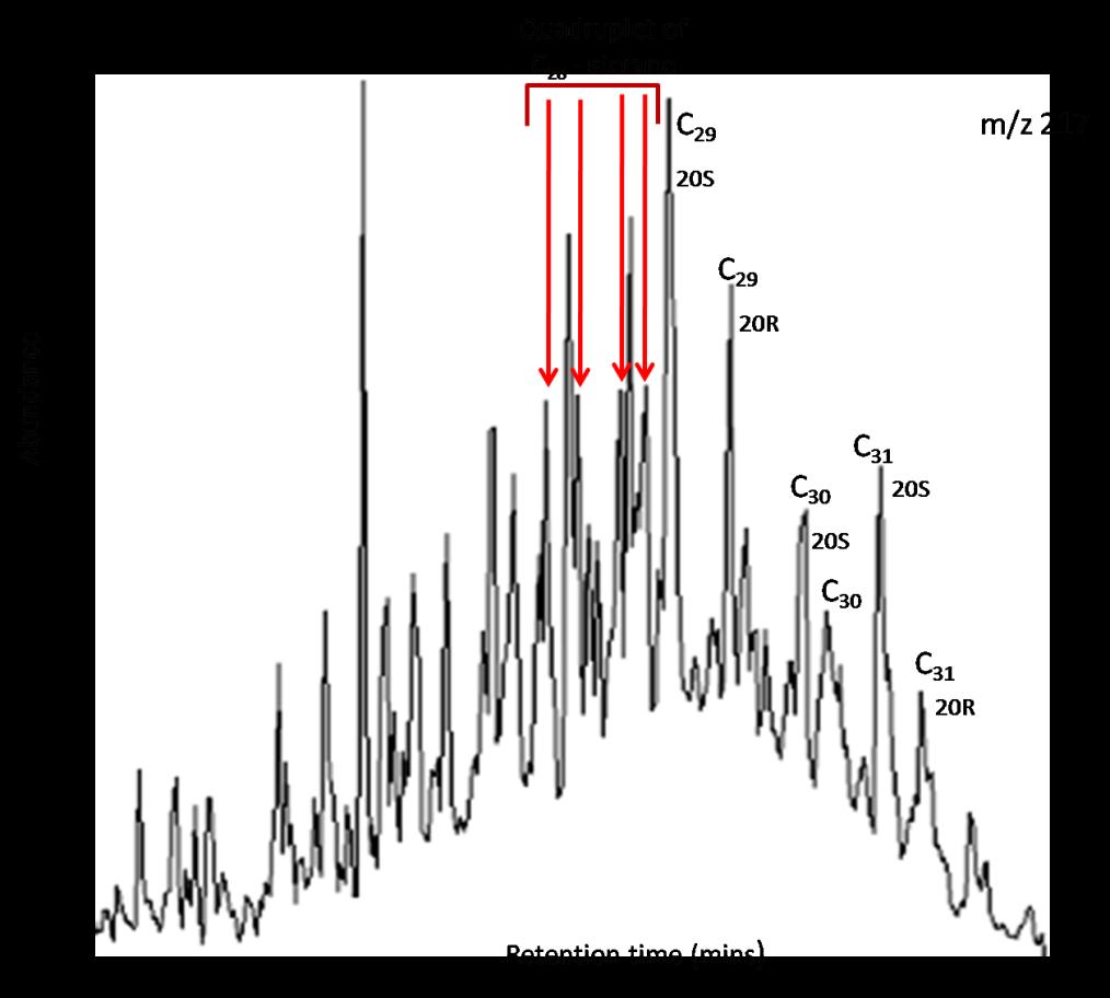 Figure 7: Gas Chromatogram (m/z 217) Trace Showing Quadruplet Signature in Sterane Distributions in the Purbeck Black Shale Sample.