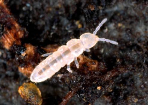 Approach Model organism: Folsomia candida (Willem, 1902), Collembola - Standard test arthropod (OECD-guideline 232, 2009) - Common & widely distributed - Parthenogenetic