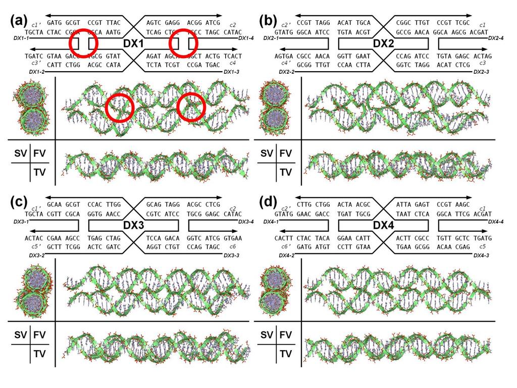 Figure 1. DNA sequence maps and molecular visualizations of the four types of DX tiles: (a) DX1, (b) DX2, (c) DX3, and (d) DX4.