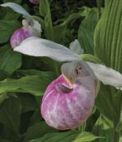 Showy Lady's Slipper (Cypripedium reginae) Photo: Laurence Acland showy (Queen) lady s slipper This spectacular orchid, Canada s largest, bears one or two massive white, fragrant flowers with pinkish