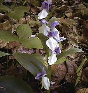 It is rare in southern Ontario, preferring cool, calcium-rich Small Round Leaved orchis (Amerorchis rotundifolia) THERE S MORE Other orchids that you may find at places on the Niagara