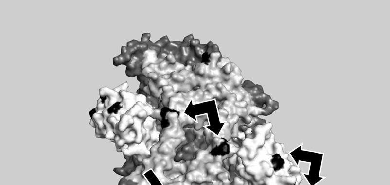 surface of the head that likely is involved in the interaction of the bc 1 complex and the electron transporter ubiquinone.