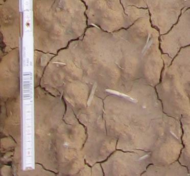2. Soil surface treatments Soils within the Ebro Basin generally have very high silt contents (> 50 % [1]).