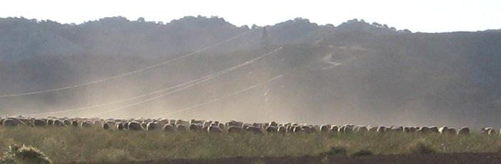 Photo 2: Wind erosion by grazing sheep in María de Huerva, Spain RESULTS AND DISCUSSION Mean sediment output (total of 29 test runs) Sediment output [g/m² 30 25 20 15 10 5 0 loose vegetation sediment