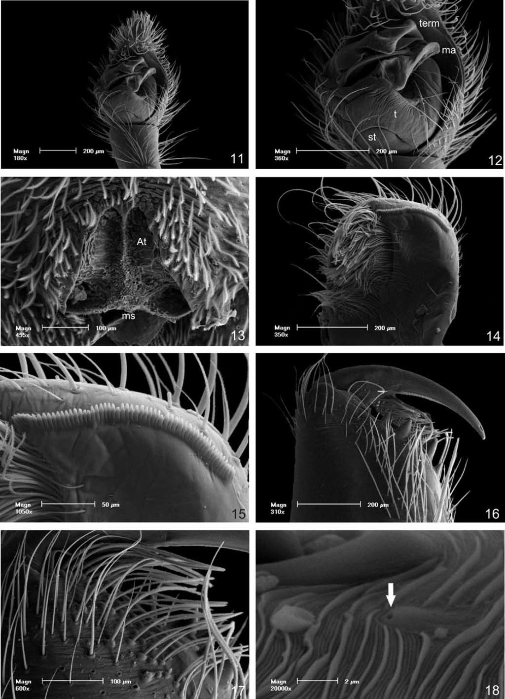 Cruz da Silva & Lise Figures 11 18. Morphological details of Arctosa sapiranga sp. nov. (11 12).