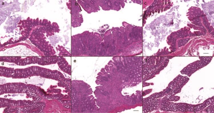 408 LAWLEY ET AL. INFECT. IMMUN. FIG. 4. Colonization by Salmonella serovar Typhimurium leads to moderate to severe colitis in supershedder mice.