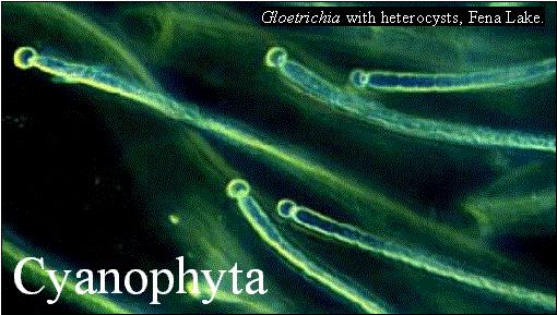 Cyanobacteria Domain Bacteria Division Cyanophyta Cyanobacteria also known as BlueGreen Algae -Cyano=blue