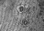 cell, sc: subsidiary cell. Magnification 40x10. Figure 3.