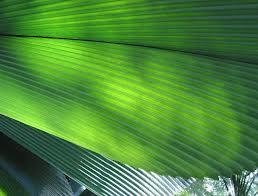 Orchid Leaves Parallel leaf venation Structure of the leaves corresponds to