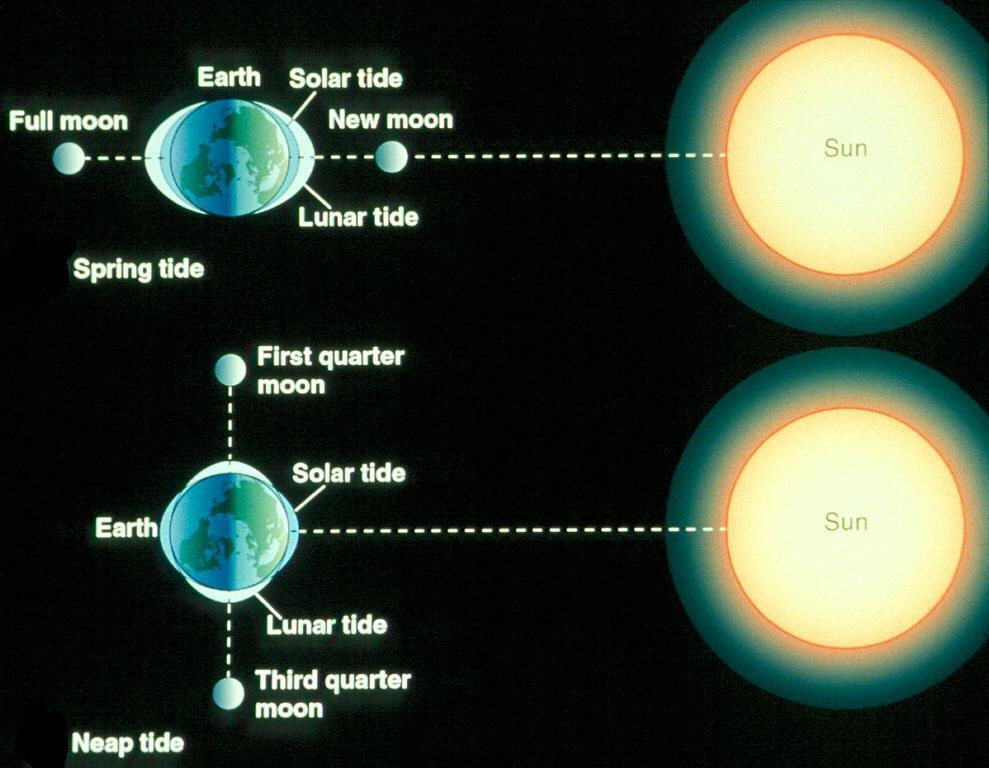 Earth-sun-moon system: tide systematics Recall that the tidal bulges are identical on the sides of the Earth facing or opposite