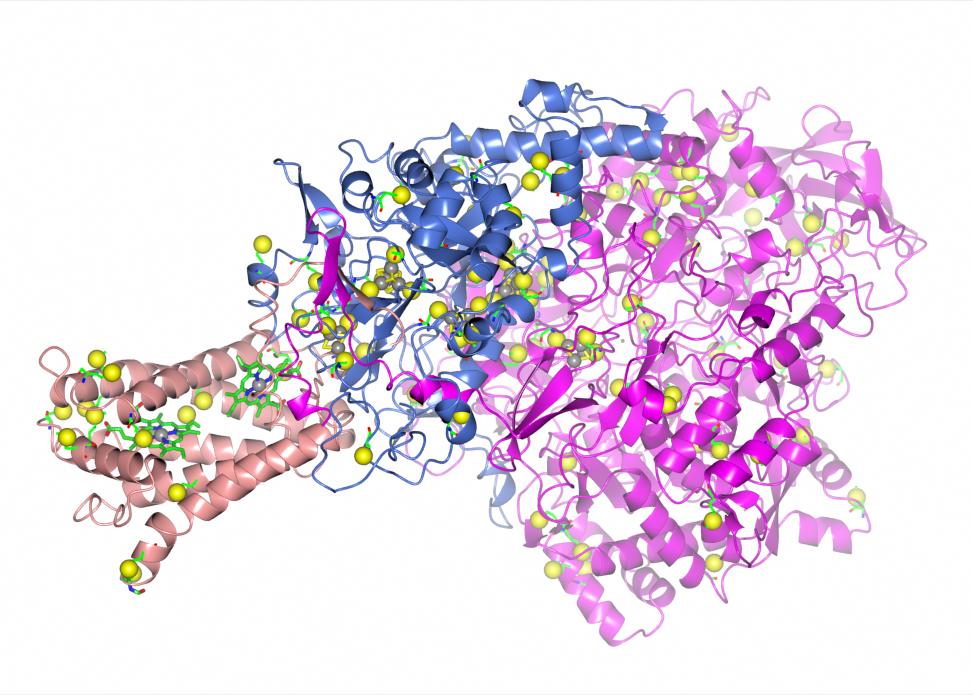 Nitrate reductase (Natalie Strynadka) Integral membrane protein, 1976 residues