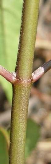Naked Buds. Buds form at the apex of the stem and are termed Terminal Buds and those that occur in the axils of leaves are termed Lateral or Axillary Buds.