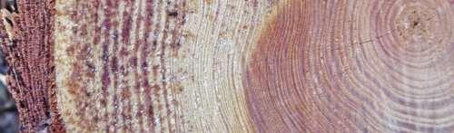 rings in Bark age cannot be determined because