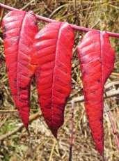 PLANT TERMS Leaf Color As the