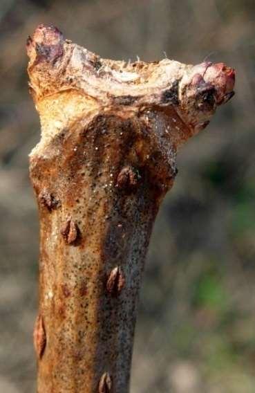 PLANT TERMS Naked Buds and False