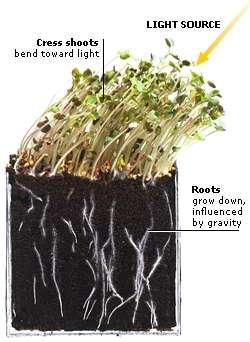 Plants are bending toward a light source, because of uneven