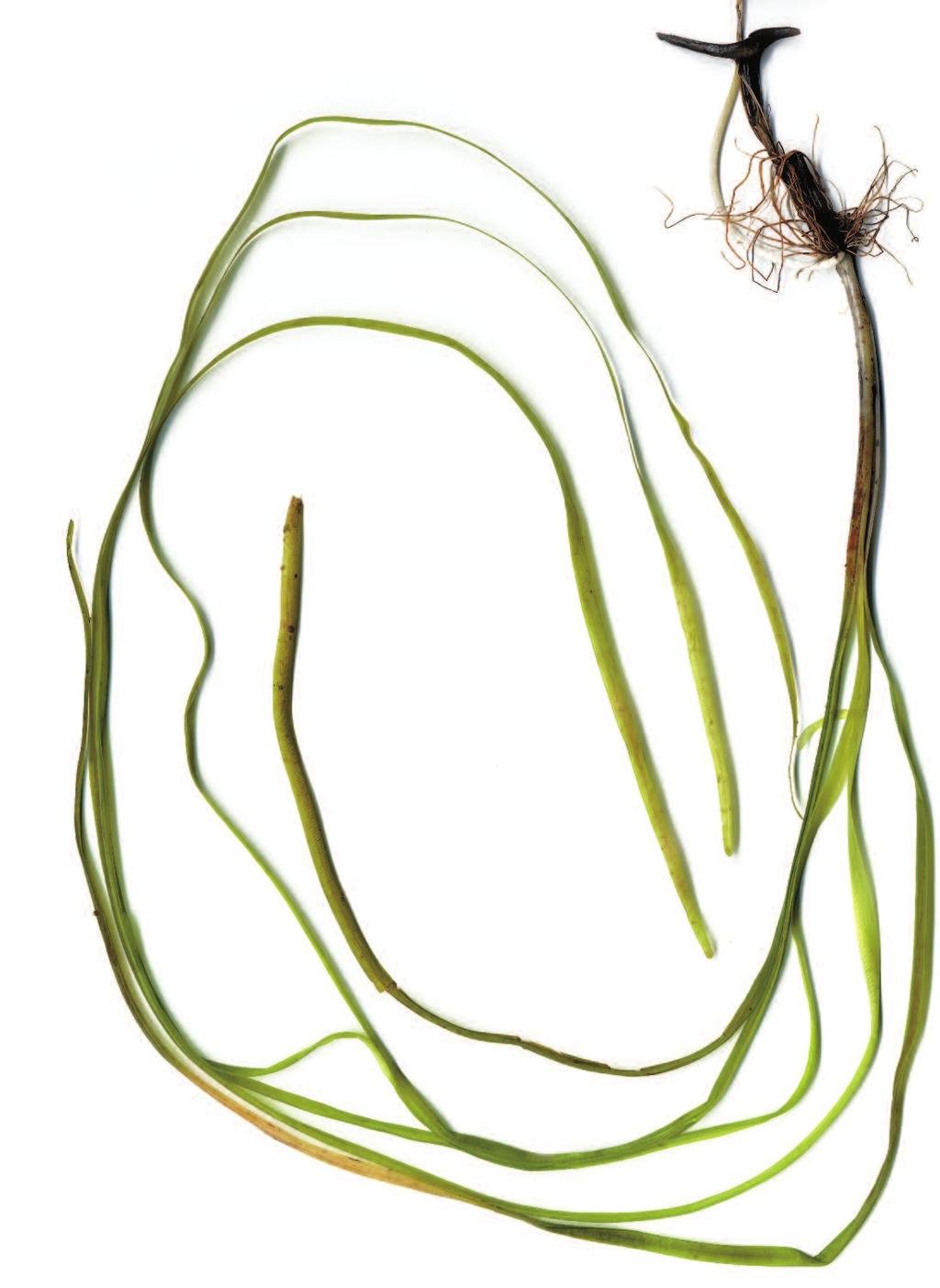Water-celery (Eelgrass) Vallisneria americana leaf