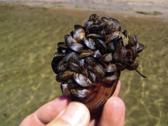 Photo courtesy of USDA NRCS Quagga mussels (left) Zebra mussels (right) Small clams