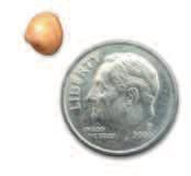 and dime, actual size.