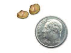 Limpet Snails Ferrissia spp.